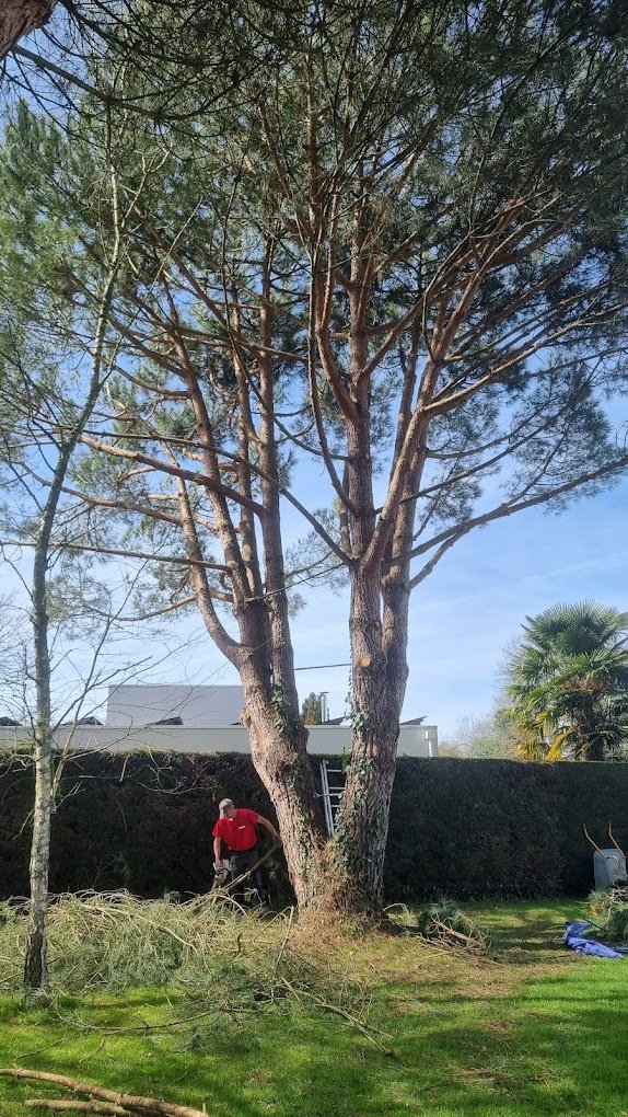 Elagage d'arbre